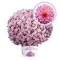 Afbeelding van Bolchrysant  P19 geen kleur Pink